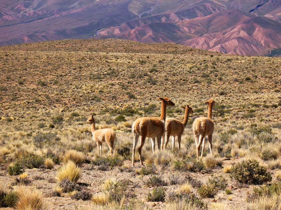 Salta: Quebrada de Humahuaca and Purmamarca Day Trip - Purmamarca: Seven-Colored Hill, Church, and the Square Market