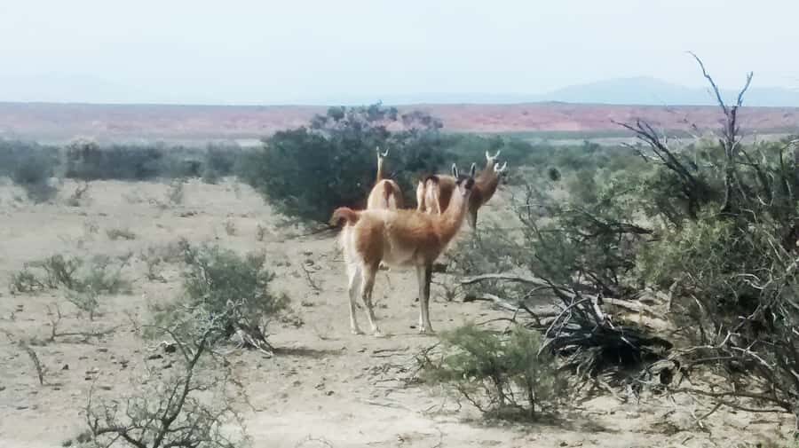 San Juan: Ischigualasto National Park - Moon Valley - The 12-hour schedule and the drive from San Juan