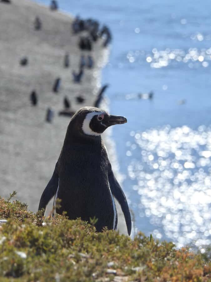 Shore Tours Peninsula Valdes Puerto Madryn Cruise Passengers - Wildlife expectations at Península Valdés: what you can count on