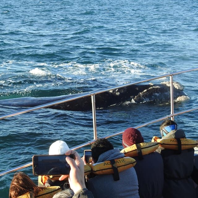 Shore Tours Peninsula Valdes Puerto Madryn Cruise Passengers - What’s included: lunch, water, and the cost you should budget