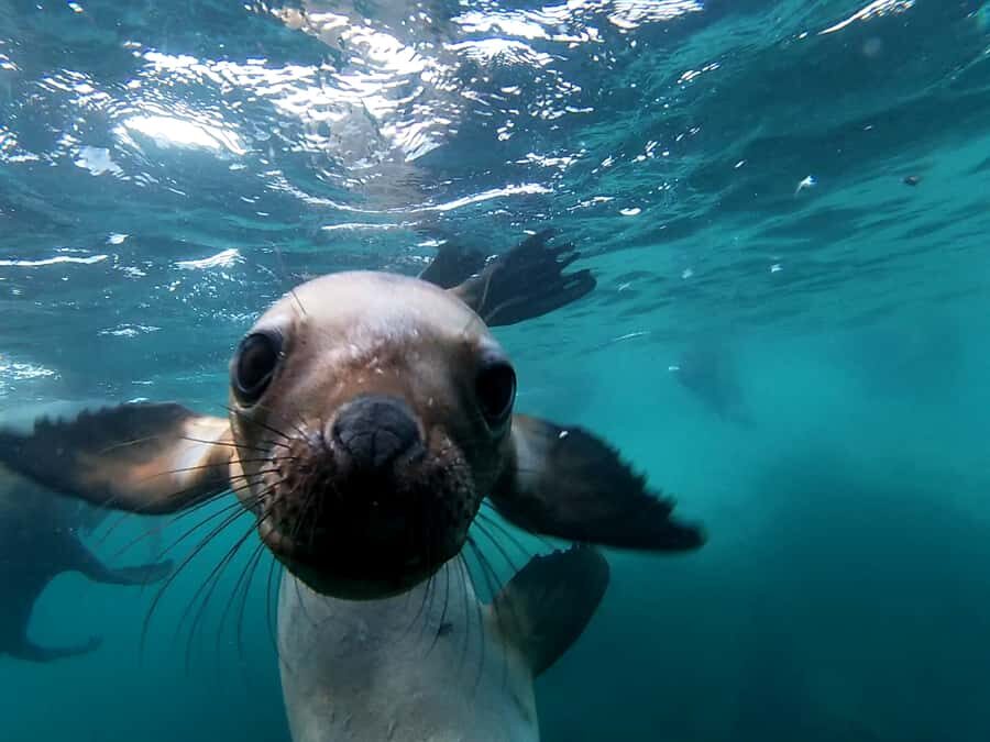 Snorkeling with Sea Lions - Key Highlights You’ll Care About