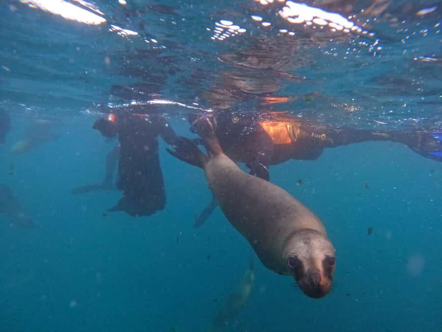 Snorkeling with Sea Lions - Single-furred sea lions at Punta Loma: why this snorkel feels different