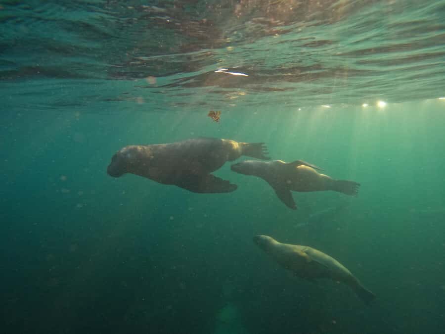 Snorkeling with Sea Lions - Patagonia-ready gear: 7mm wetsuit and cold-water comfort