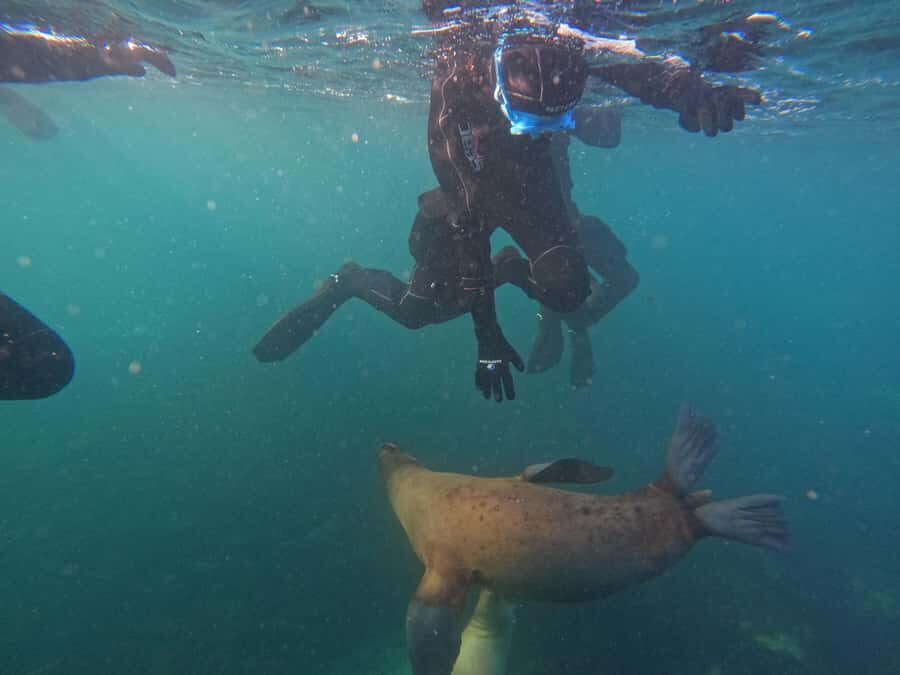 Snorkeling with Sea Lions - How the crew protects you and the animals (without forcing anything)