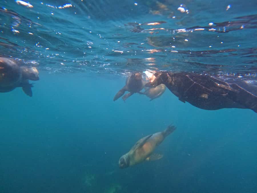 Snorkeling with Sea Lions - Price of $153: what you get and what costs extra
