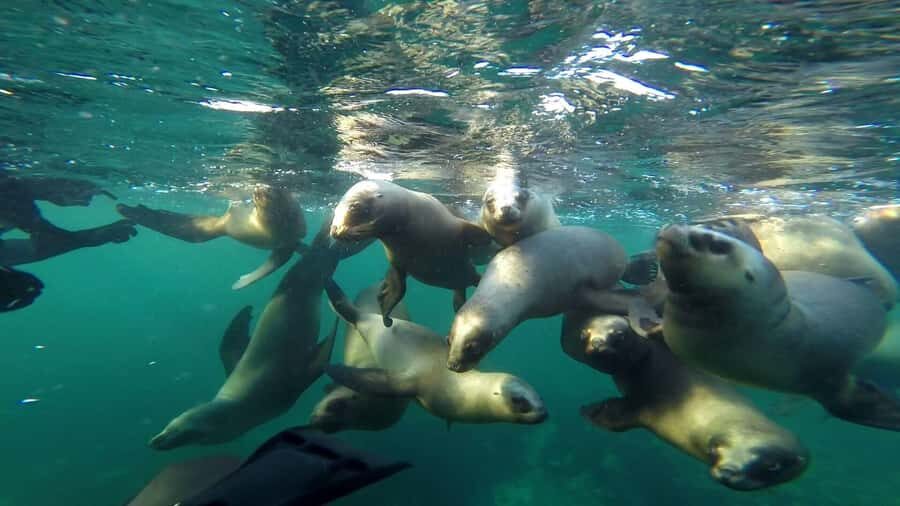 Snorkeling with Sea Lions - Your 2-hour rhythm: gear up, boat ride, wait, swim