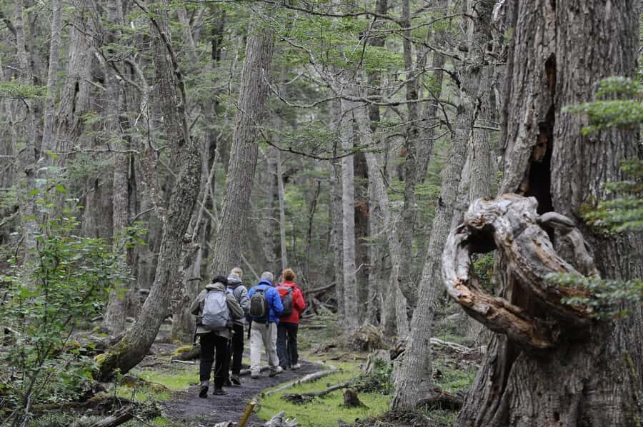 Tierra del Fuego National Park: Small Group Tour with Lunch - Key highlights worth your attention