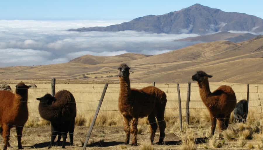 Tucumán: Tafí del Valle Full Day Tour - Tafí del Valle town time: breathing room and mountain atmosphere