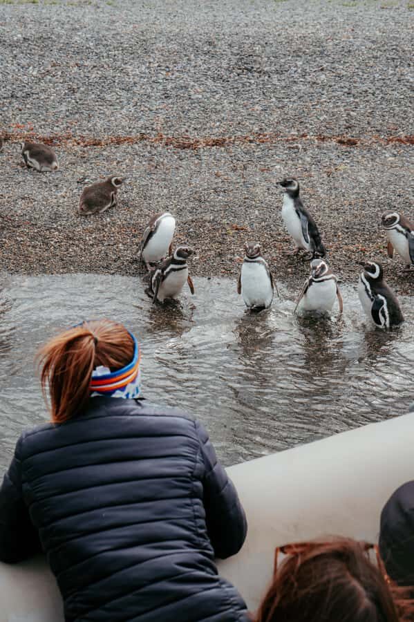 USHUAIA: ALMANZA, THE SPIDER CRAB ROUTE & PENGUIN SIGHTING - Route 3 out of Ushuaia: peat bogs, mountains, and one good photo moment