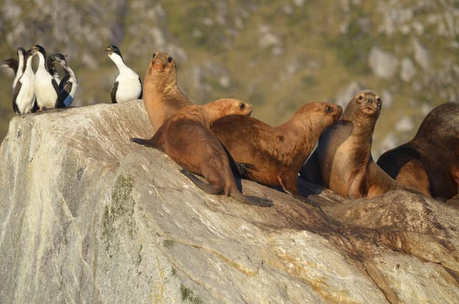 Ushuaia: Beagle Channel Catamaran Tour - Meeting point and what you’re really buying for $78
