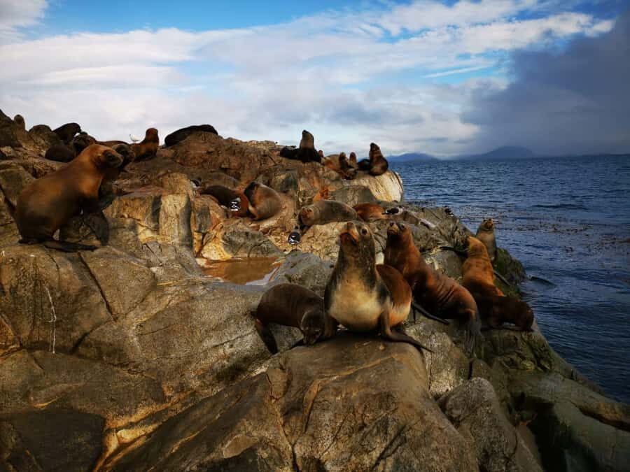Ushuaia: Beagle Channel Catamaran Tour - Bridges Island and the short viewpoint walk: best effort, weather decides