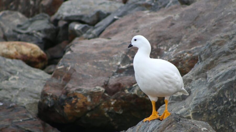 Ushuaia: Beagle Channel Catamaran Tour - Crew care and seasickness reality check
