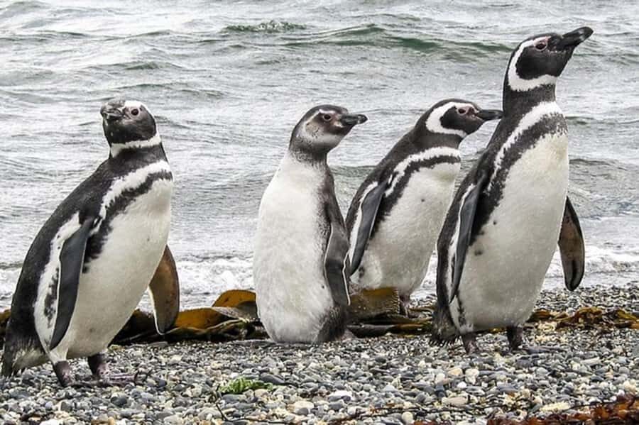 Ushuaia: Beagle Channel Penguin Colony Tour - The Beagle Channel sail from Ushuaia is the payoff