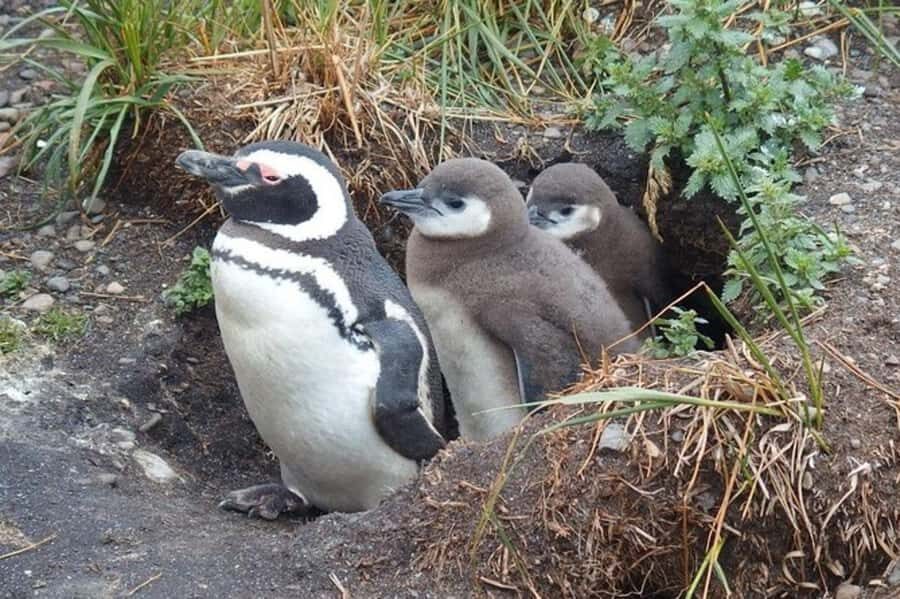 Ushuaia: Beagle Channel Penguin Colony Tour - Isla de los Pájaros: the bird stop you’ll remember for species variety