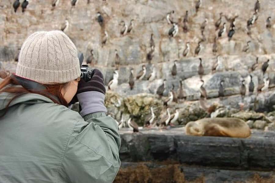 Ushuaia: Beagle Channel Penguin Colony Tour - Martillo Island: the penguin colony that defines the day