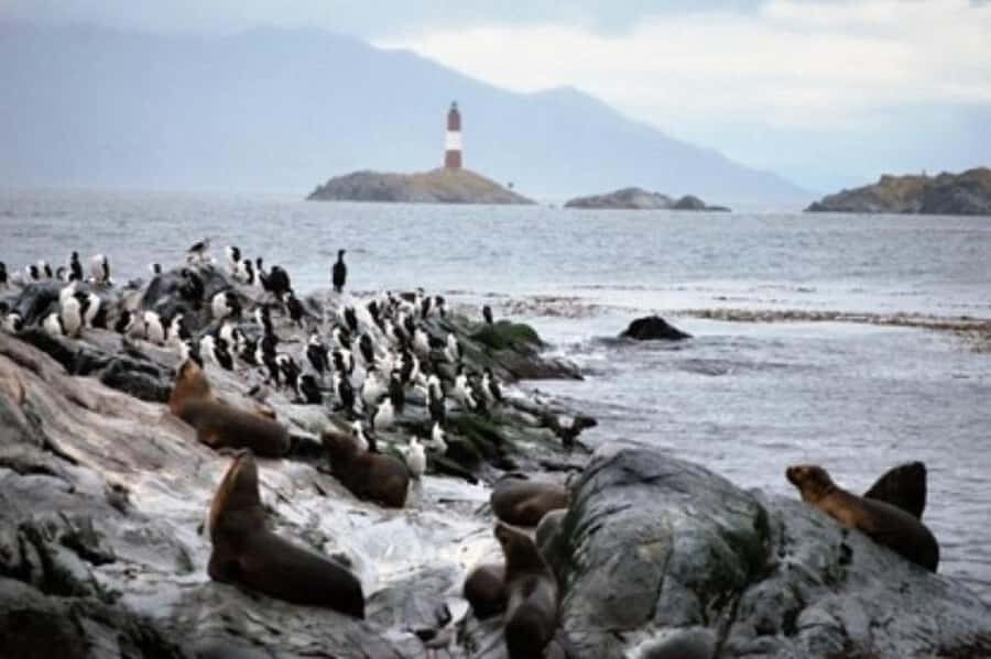 Ushuaia: Beagle Channel Penguin Colony Tour - Who this tour suits best in Ushuaia
