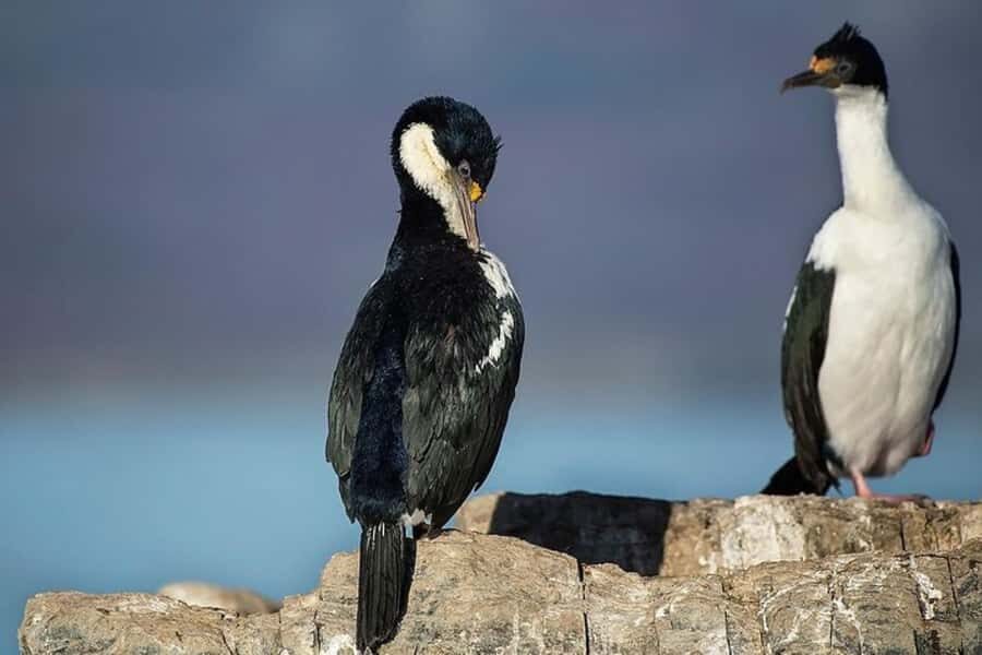 Ushuaia: Beagle Channel, Seal Island & Bridges Islands Tour - What’s included (and what to plan around)