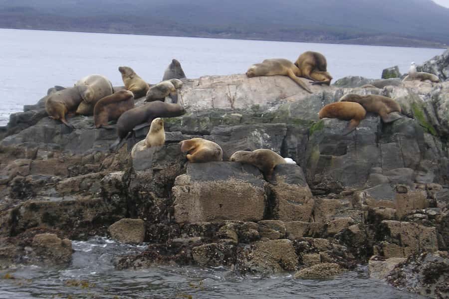 Ushuaia: Beagle Channel, Seal Island & Bridges Islands Tour - Bird Island for black-browed albatross: the wildlife target that steals attention