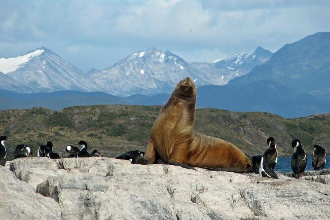 Ushuaia: Martillo Island and Walk Among Penguins Full-Day Tour - Why Martillo Island is the star of Ushuaia