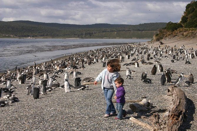 Ushuaia: Martillo Island and Walk Among Penguins Full-Day Tour - Martillo Island walk: what it’s like to be close (and why it works)