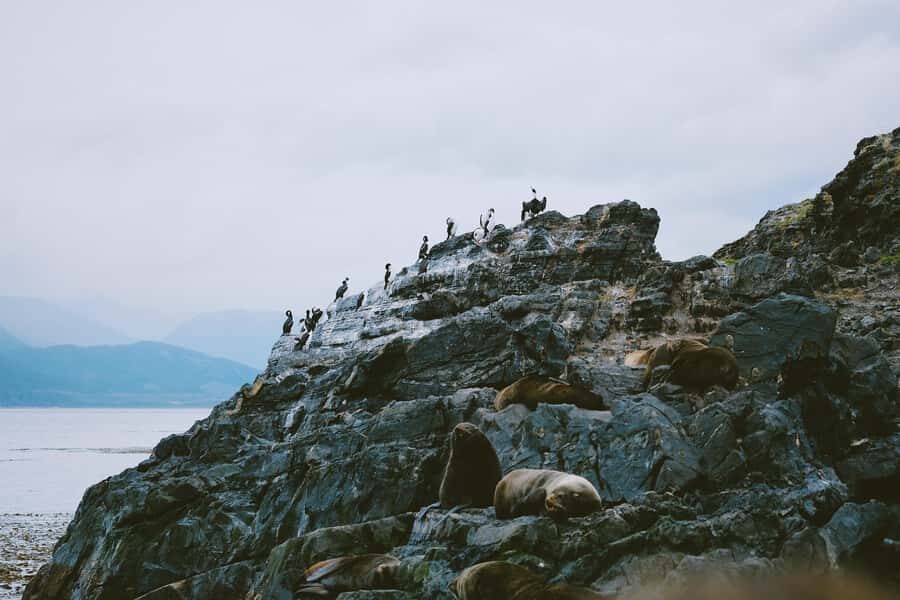 USHUAIA | Navigation: Sea Lions, Birds and Lighthouse - Isla de los Lobos: Sea Lions That Look Busy Even When They’re Resting