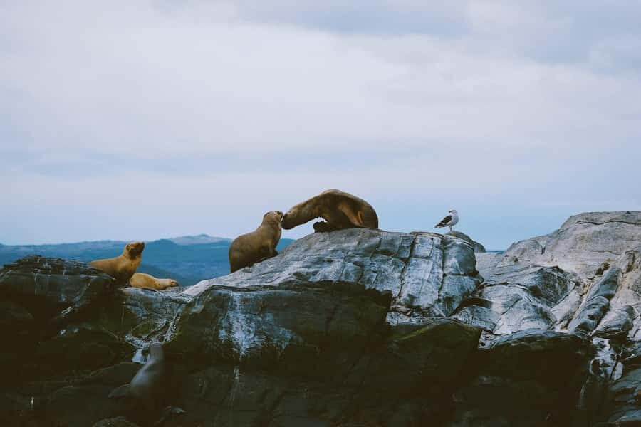 USHUAIA | Navigation: Sea Lions, Birds and Lighthouse - Isla de los Pajaros: Photo Stop Time That’s Built for Real Seabird Spotting
