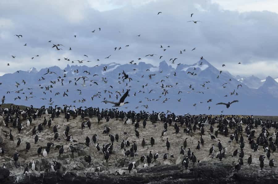 Ushuaia: Penguin Watching Tour by Catamaran - Comfort, warmth, and weather realities in Tierra del Fuego