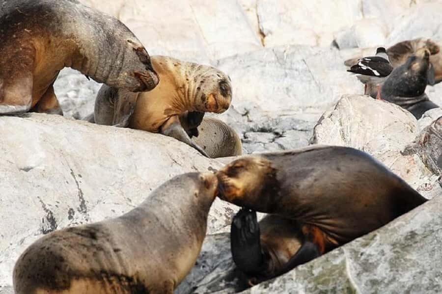 Ushuaia: Sailing Beagle Channel to the Penguin Colony - Why This Beagle Channel Cruise Works for Wildlife Lovers