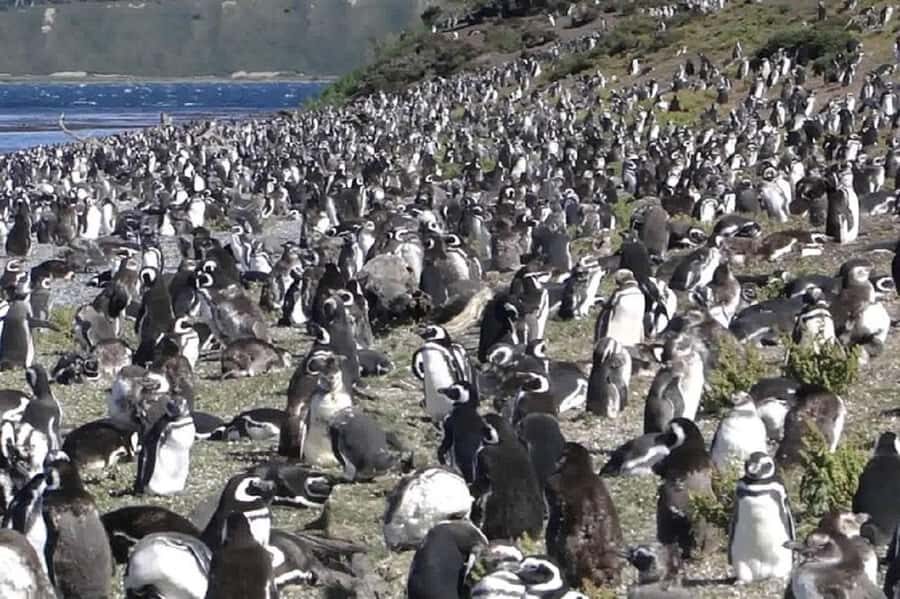 Ushuaia: Sailing Beagle Channel to the Penguin Colony - Los Lobos and Los Pájaros Islands: Sea Lions and Birds From the Best Seat