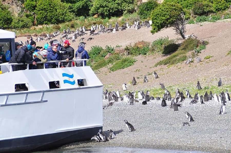 Ushuaia: Sailing Beagle Channel to the Penguin Colony - Comfort, Catamaran Reality, and the $205 Value Question