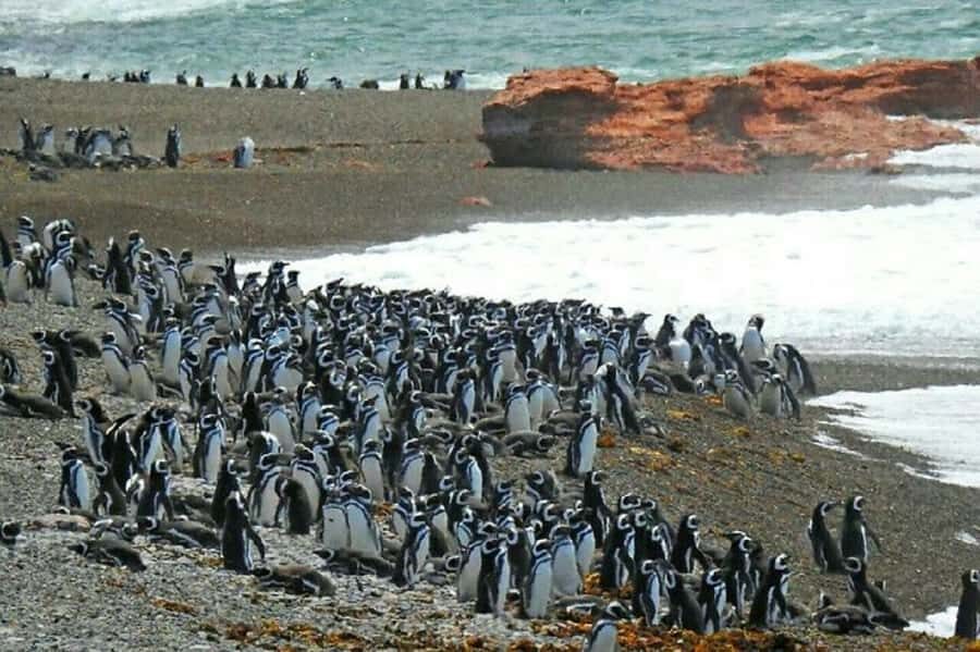 Ushuaia: Sailing Beagle Channel to the Penguin Colony - Booking Tips That Save You Headaches (and Improve Your Day)