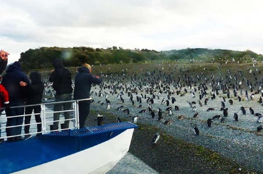 Ushuaia: Sailing Beagle Channel to the Penguin Colony - The 6-Hour Schedule: Good Timing, Real Sea Time
