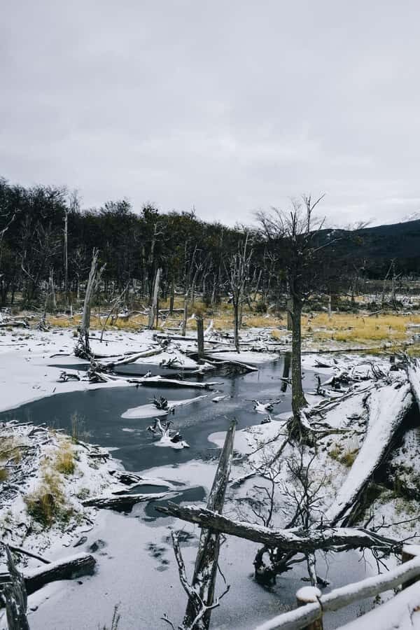 USHUAIA | Tierra del Fuego National Park & Optional Train - Optional Southern Fuegian Railway: the best part for some, the trade-off for others