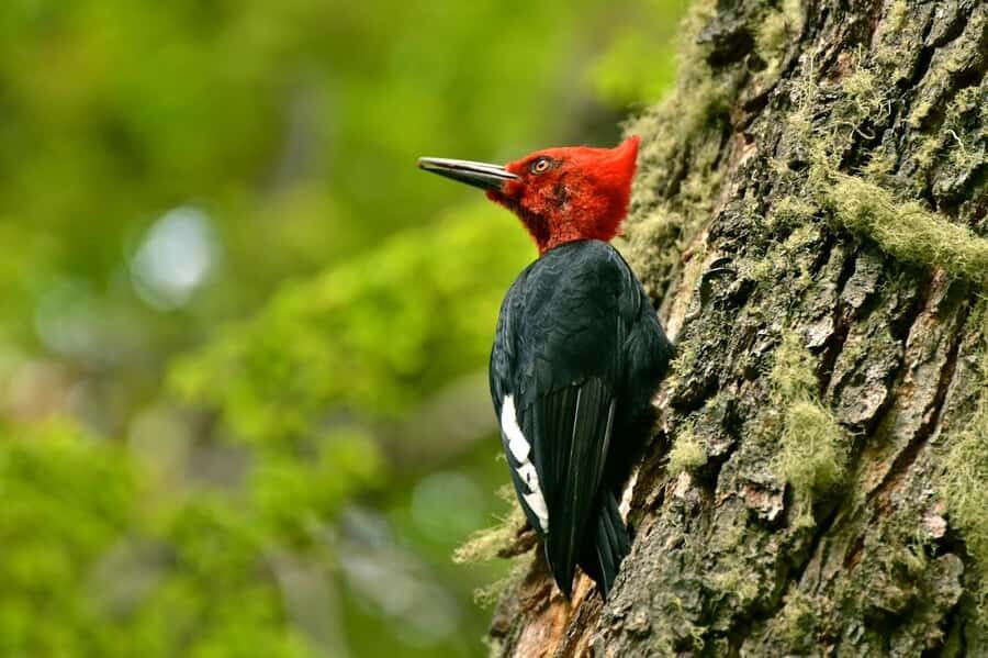 Ushuaia: Tierra del Fuego National Park Tour - Service area timing and lunch break you’ll want to plan around