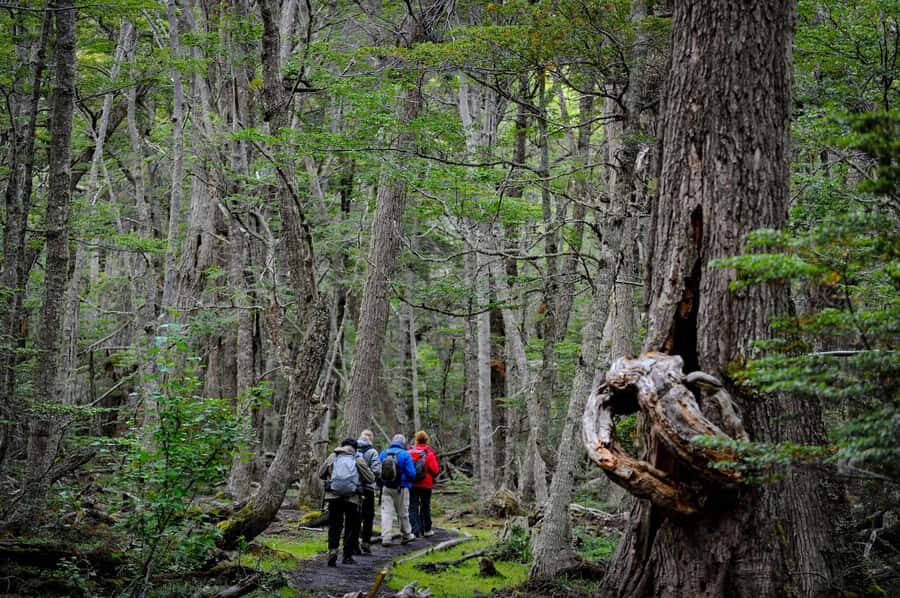 Ushuaia: Tierra del Fuego National Park Tour with Lunch - Should you book the Tierra del Fuego National Park Tour with Lunch?