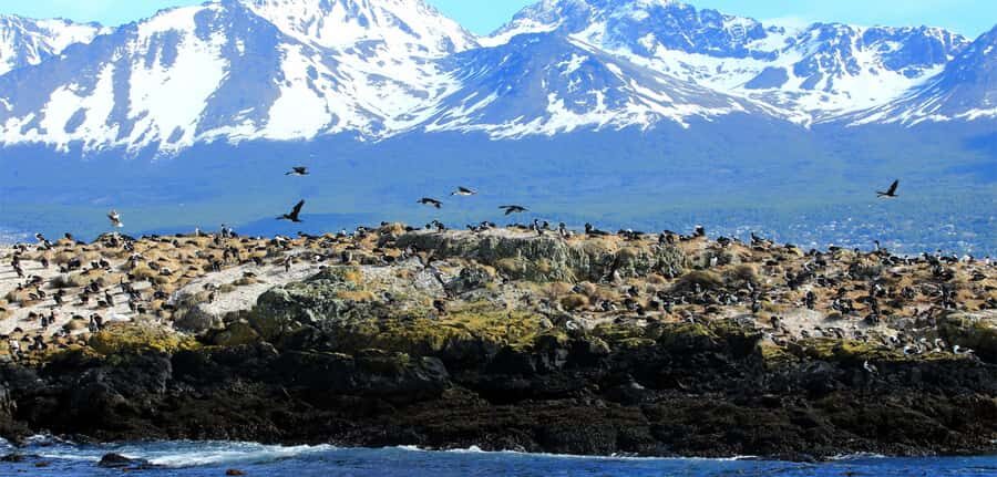 Ushuaia: Tour: Beagle Channel Navigation - From Ushuaia Bay Through Paso Chico: The Ride’s Best Asset