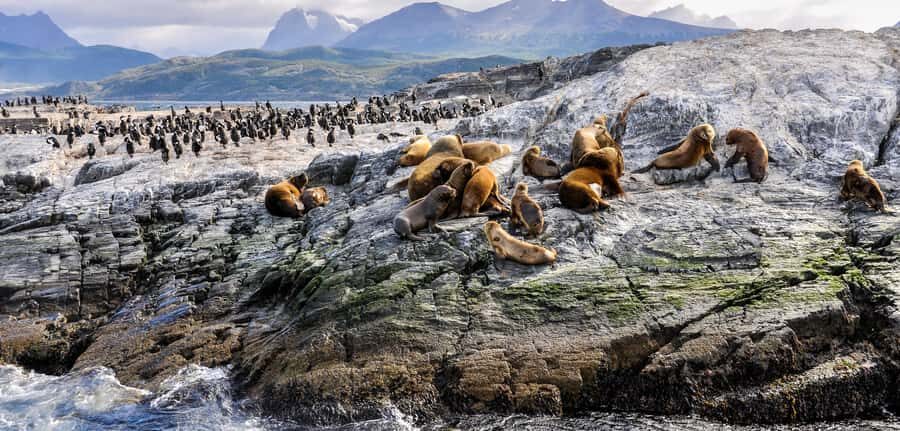 Ushuaia: Tour: Beagle Channel Navigation - Isla de los Lobos: Sea Lions Without the Big Logistics