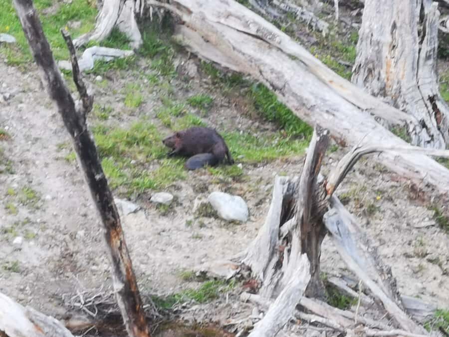 Ushuaia: Visit to Escondido and Fagnano Lakes PM - Key highlights worth your time