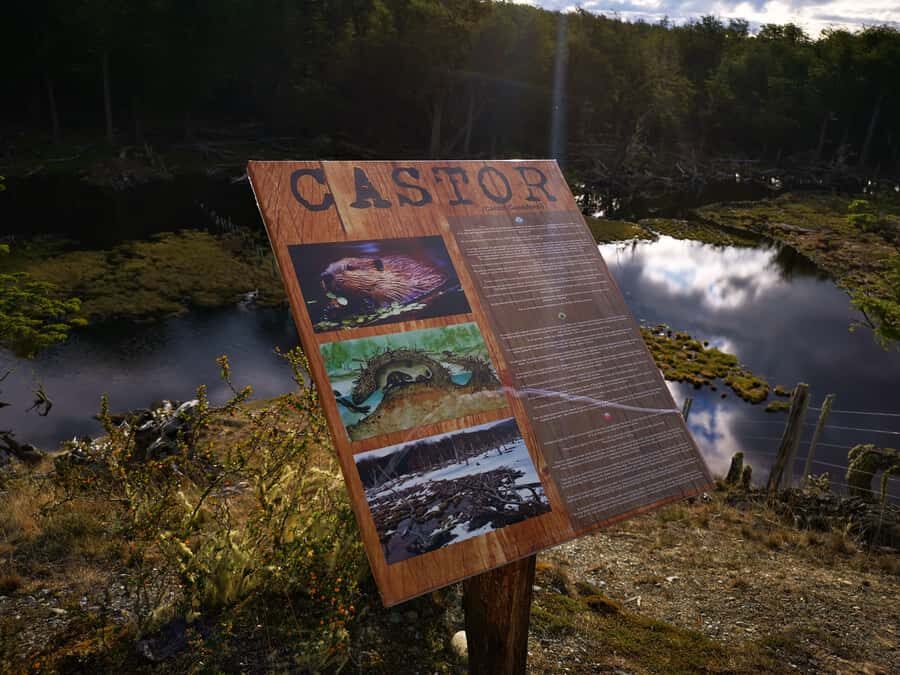 Ushuaia: Visit to Escondido and Fagnano Lakes PM - The moderate hike from the lakes: native wildlife, beavers, and real trail time