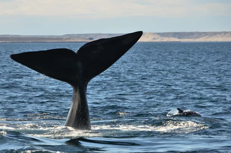 Whale Watching Boat - Southern Right Whales From Puerto Pirámides: What You’re Really Booking