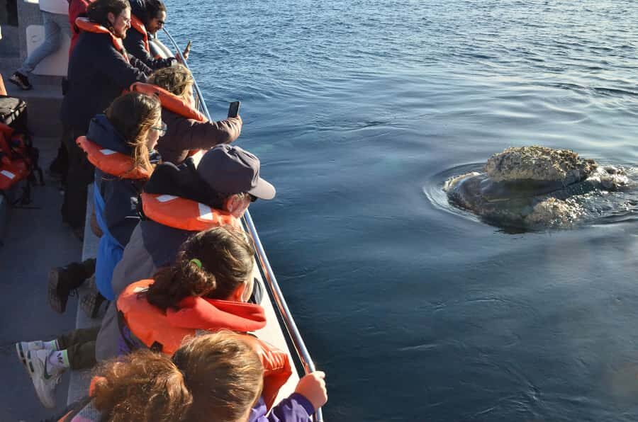 Whale Watching Boat - 90 Minutes Aboard: Timing, Boat Size, and the Viewing Rhythm