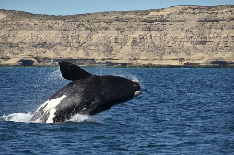 Whale Watching Boat - Price and Value: Is $150 Fair for 1.5 Hours?