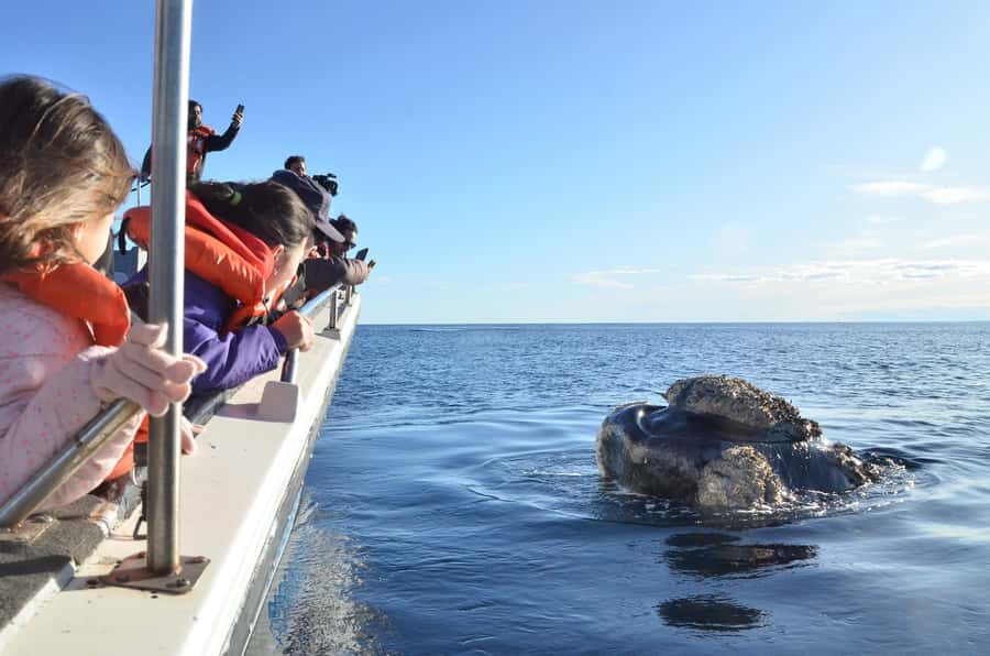 Whale Watching Boat - What’s Not Included: The Day Plan You Need to Make Yourself