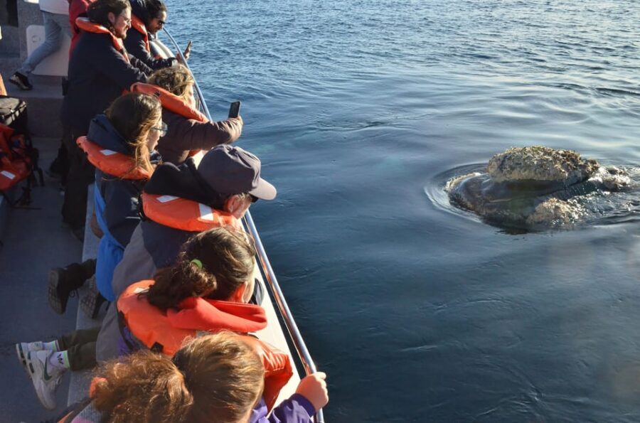 Whale Watching Boat - FAQ