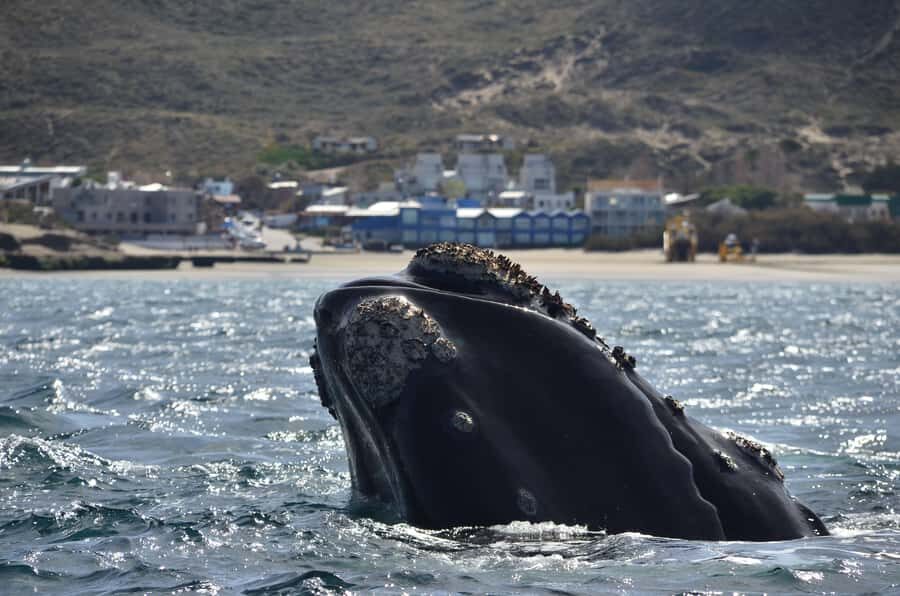Whale Watching Boat - The On-Board Whale Guide: Why It Matters More Than You Think