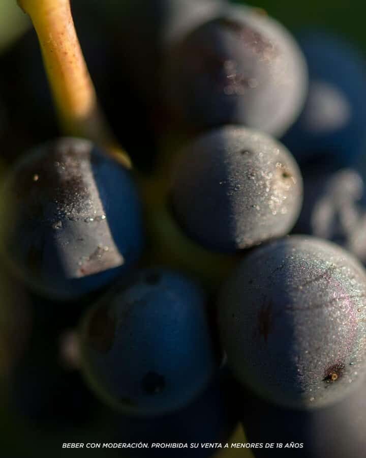 Wine Icons: Meet Salentein at the heart of Uco Valley - What to bring (and what to skip) for an easy wine day