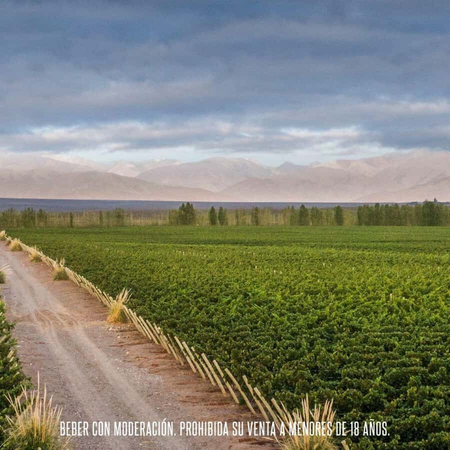 Wine Icons: Meet the sparkling world of Chandon - Who this Chandon sparkling tour is best for