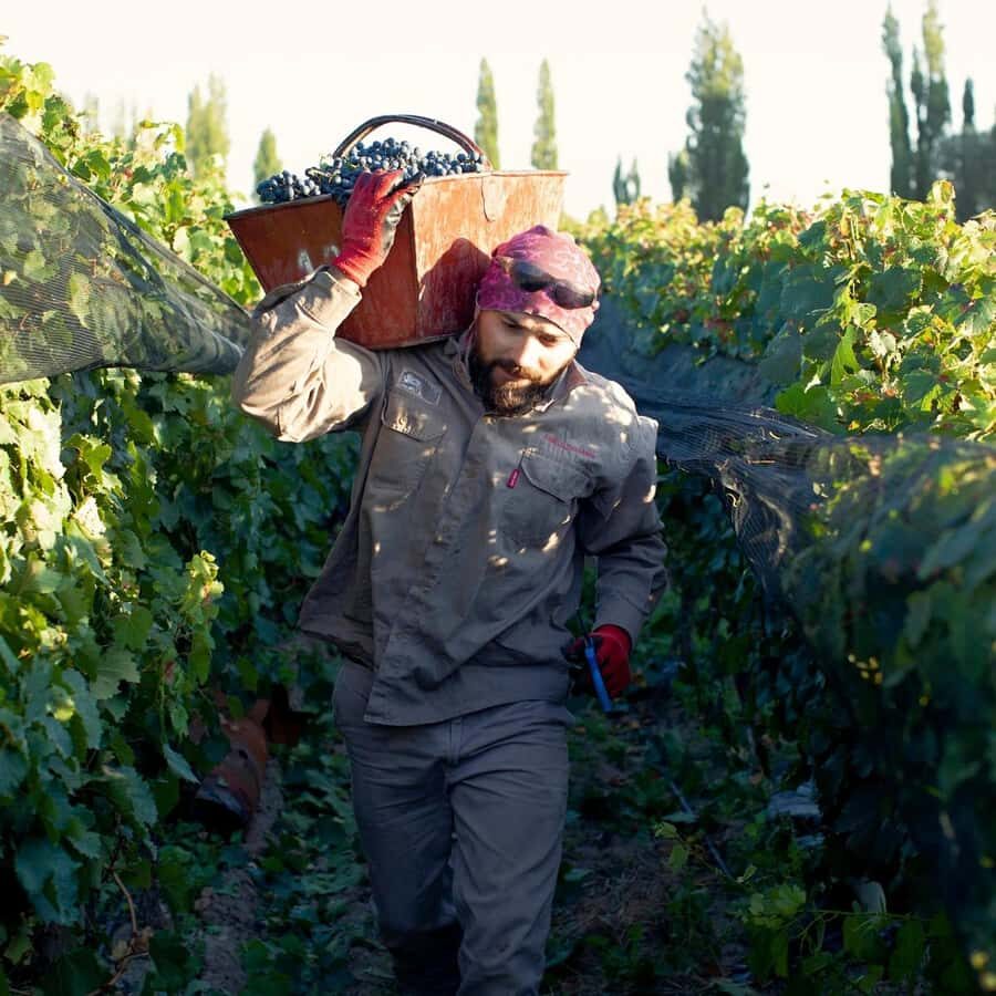 Zuccardi Legacy: A Journey Through Uco Valley’s Finest - Uco Valley meets a modern winery that stays rooted
