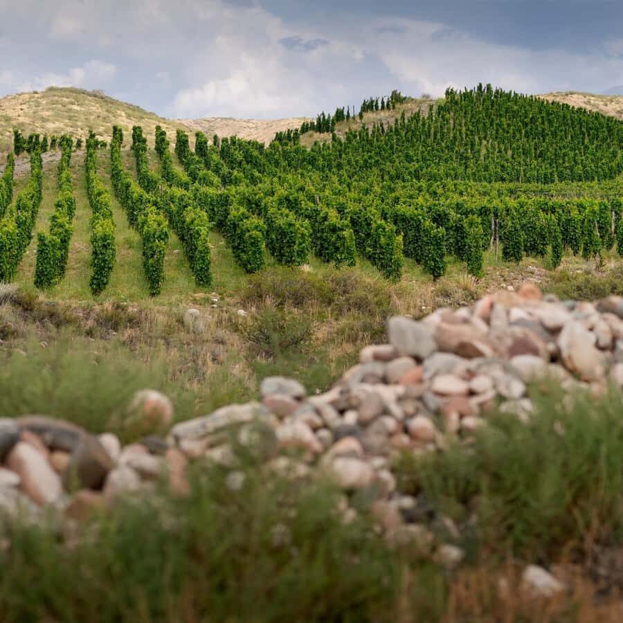 Zuccardi Legacy: A Journey Through Uco Valley’s Finest - Lunch timing: you get time, but you pay for it separately